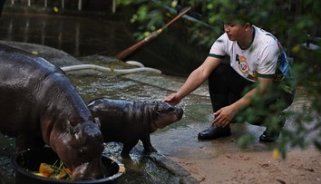 Mláďa hrocha sa stalo fenoménom. Je inšpiráciou pre oblečenie aj kozmetiku