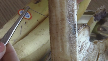 Ihly v ovocí sú späť. V Litve ich našli v banáne aj citróne