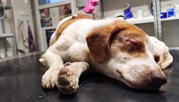 Ľudská krutosť nemá hranice. Oskarovi niekto vypálil oči žieravinou