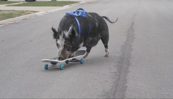 Guinnessova kniha rekordov 2026 prekvapuje: Od šialených výkonov po úspechy, ktoré lámu všetky hranice