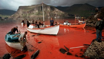 More opäť očervenie. Japonci vyrazili na lov veľrýb