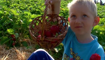 V Dvoroch nad Žitavou sa začal samozber. Na lacné jahody sa vrhli stovky ľudí