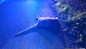 Prežila zimu aj nástrahy predátorov. Kengure z Liptova sa stala osudným zrážka s autom