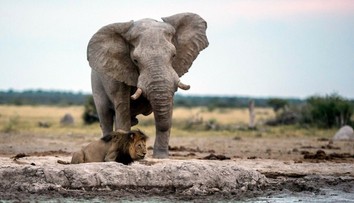 Pytliak chcel zabiť nosorožca. Udupal ho slon a následne ho zožrali levy
