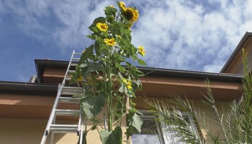 Bežný rodinný dom zdobí slnečnica. Jej výška ohromuje okolie