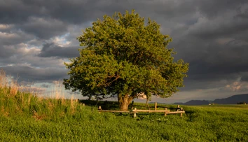 Slovensko zabodovalo v Európe. Unikátny strom získal prestížne druhé miesto