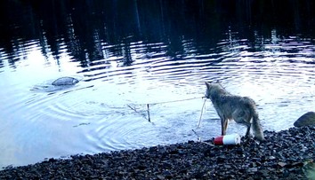 VIDEO: Poškodené pasce boli dlho záhadou. Vlci v Kanade prekvapili vedcov svojimi schopnosťami