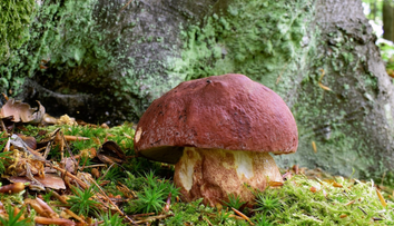 FOTO: Na Slovensku sa objavili prvé hríby. Odborník prezradil, kde ich hľadať