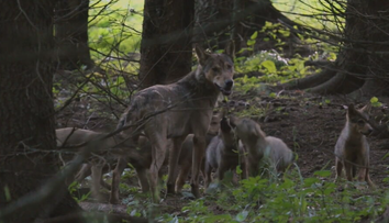 Posledný deň. Podať pripomienky k zámeru novej vlády strieľať vlky je možné do polnoci
