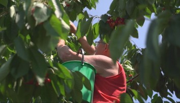 Po jahodách prišli na rad čerešne. Ovocinári opäť zvolávajú ľudí do sadov na samozber
