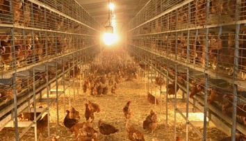 Vtáčia chrípka sa objavila už aj na Slovensku. Zisťovali sme, ako sa jej vyhnúť