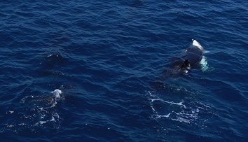 VIDEO: Najobávanejší tvor oceánov už nie je vrchole potravinového reťazca. Žralok modrý našiel svojho predátora