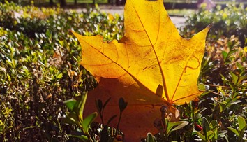Čaká nás typické jesenné počasie. Rátajte so zvýšenou oblačnosťou aj s hmlou