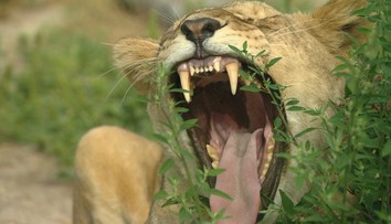 Zachraňujú zvieratá z cirkusov. Areál v Orechovej Potôni je dnes ako pravá džungľa