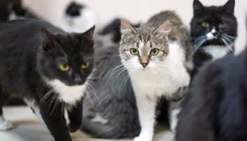 Má vaša mačka poruchy správania? Poradíme, ako vyriešiť škrabanie nábytku či močenie po byte