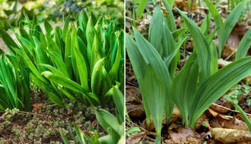 Medvedí cesnak si pomýlili s jedovatou rastlinou. Manželia zomreli po konzumácii otrávenej polievky
