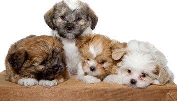 Britská vláda zakázala obchodom so zvieratami predávať šteňatá a mačatá