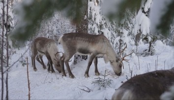 Sob Rudolf nie je len symbolom Vianoc. Žije vo Fínsku a ľudia chodia zisťovať, čo robí zvyšných 364 dní v roku