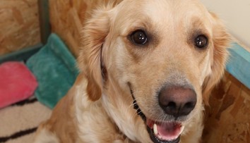 Nič roztomilejšie dnes neuvidíte. Takto vyzerá zelené šteniatko zlatého retrívera