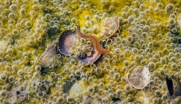 Chorvátske pobrežie ničia ohnivé červíky, v žiadnom prípade sa ich nedotýkajte