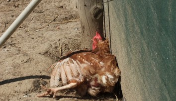 Nebezpečná nákaza zabila za pár hodín takmer celý chov hydiny. Veterinári odhalili aj jej pravdepodobný zdroj