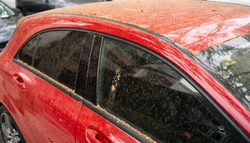 Žltý prášok pokryl autá aj terasy. Vzduch zaplavil peľ borovíc