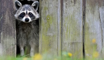 Do zoo v Heidelbergu sa svojvoľne nasťahoval medvedik čistotný