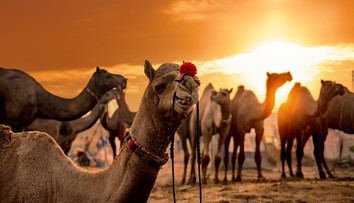 Súťaž krásy tiav toto ešte nezažila. Majitelia vylepšili svoje zvieratá botoxom