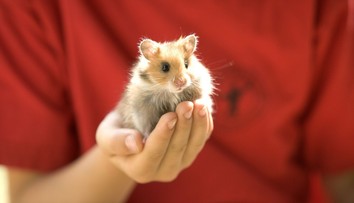 VIDEO: Viac ako 130 škrečkov behalo po lietadle. Odchytávali ich štyri dni