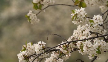 Čerešňové sady na Gemeri chradnú. Výkyvy počasia dali stromom poriadne zabrať