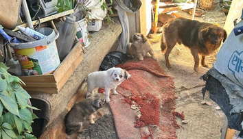 Psy žili v špine, s parazitmi a s hnijúcim jedlom. Polícia odhalila pri Prievidzi nelegálny chov
