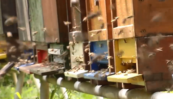 Čo robiť, ak narazíte na dvojmiliónový húf včiel? Odborník prezradil postup