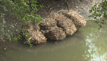 Horúčavy dávajú zabrať aj rybám. Na juhu Slovenska preto skúšajú vlastné „vychytávky“
