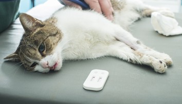 V roku 2014 bolo použitých na vedecké pokusy iba v Belgicku 1578 psov a 120 mačiek