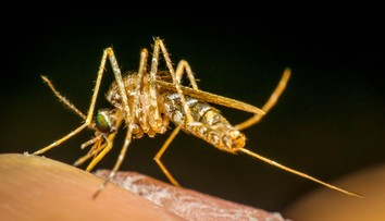 Na obľúbenom dovolenkovom ostrove objavili komára nakazeného nebezpečnou chorobou. Neexistuje na ňu liek