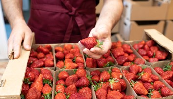 Jahody sú mimoriadne náchylné na pesticídy. Jednoduchým testom zistíte, či sú vhodné na jedenie