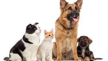 Niektoré mačky a psy sa na seba podobajú. Vedci prišli s vysvetlením