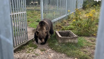 Muž choval na dvore medvedicu. Teraz mu hrozí väzenie