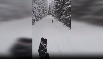 VIDEO: Nebezpečný moment v Tatrách. Rys sa priblížil na päť metrov a ukázal, kto je tu pánom