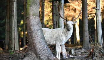 VIDEO: Veľká rarita neďaleko slovenských hraníc. V lese spozorovali zviera opradené legendami