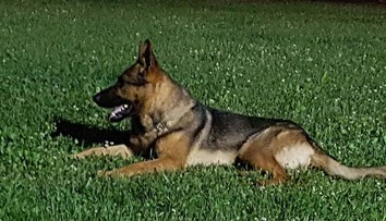 Kaos zachraňoval ľudí po zemetrasení v Amatrice, niekto ho otrávil