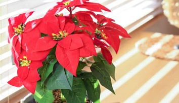Vianočná ruža vie zdobiť celé sviatky, no ľahko zahynie. Záhradník radí, ako sa o ňu správne starať