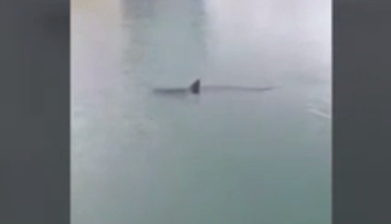 Turisti v šoku. Veľký žralok v obľúbenej španielskej destinácii