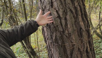 Na Kysuciach sa rozmohol biznis s kôrou. Páchatelia pre ňu ničia zdravé stromy