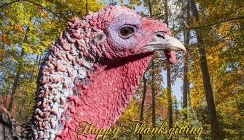 Dnes môžu Američania letieť aj s moriakom v batožine, je Deň vďakyvzdania