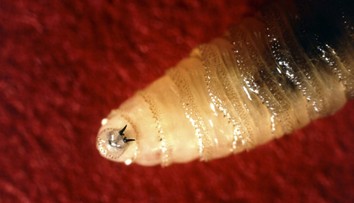 Invázia parazita, ktorý zabíja dobytok. Na boj proti nemu spustia z oblakov milióny sterilných múch