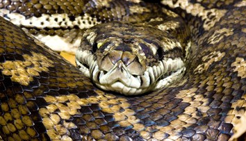 Myslela si, že si k nej priľahol jej pes, potom prišiel šok. Ženu uprostred noci zobudil obrovský pytón