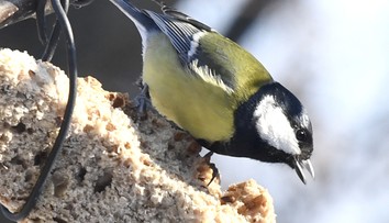 Po roku je tu opäť Vtáčia hodinka. Ide o pomoc operencom aj ornitológom