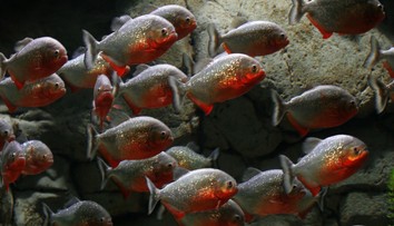 Krv a panika v obľúbenom rezorte. Pirane sa vrhli na ľudí, 7-mesačné dieťa prišlo o časť tela