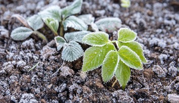 Slovensko čaká mrazivá noc. Teploty klesnú pod nulu, záhradkári sú v strehu